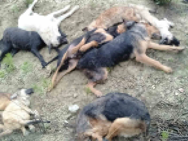 Köpek katliamında gözaltına alınan 5 kişiden 4’ü mahkemeye sevk edildi
