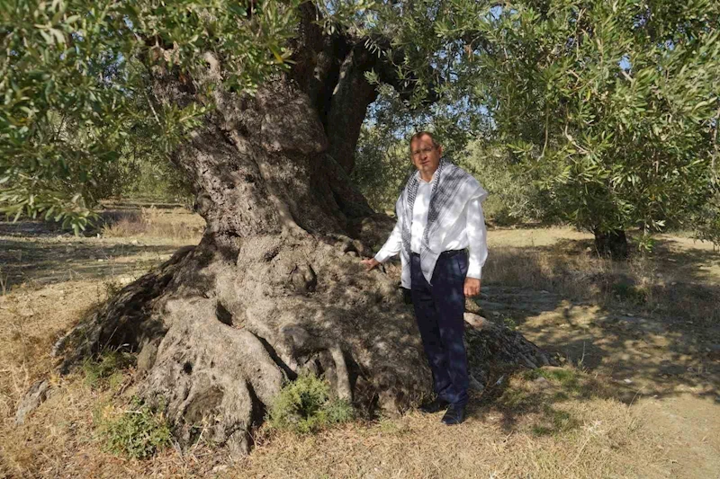 Başkan Ergin zeytin ağacı gününü unutmadı
