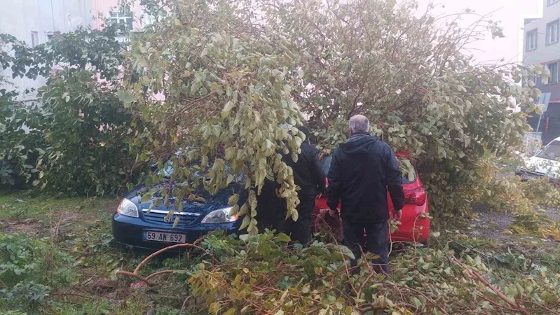 Dev ağaç, otoparktaki araçların üzerine devrildi
