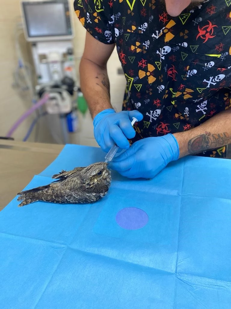Yalova’da yaralı bulunan çobanaldatan kuşunun tedavisi yapıldı
