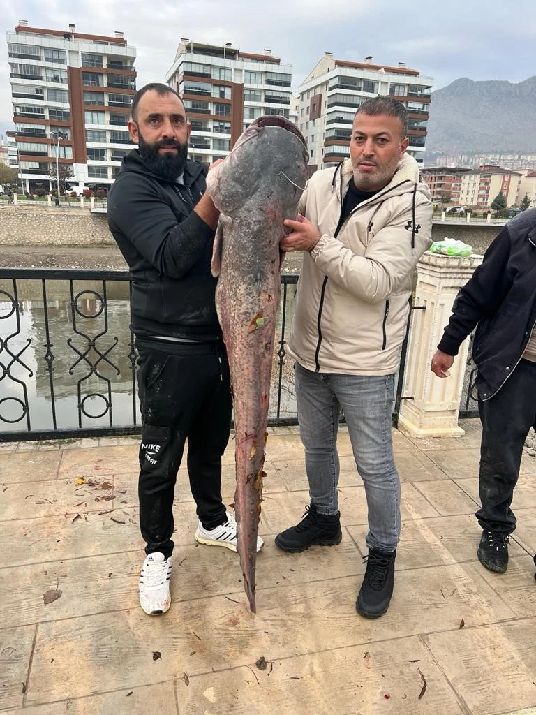 Yeşilırmak Nehri’nde 1,5 metrelik yayın balığı yakalandı
