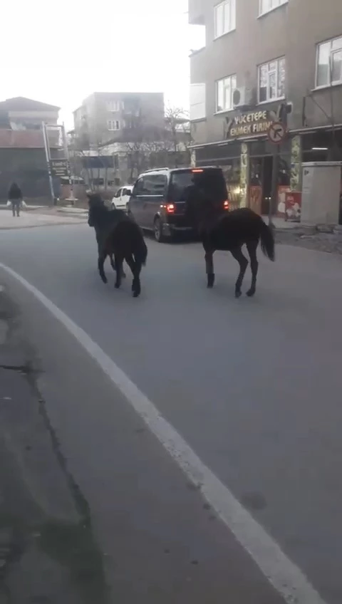 Bursa’da başıboş atlar trafiğe çıktı
