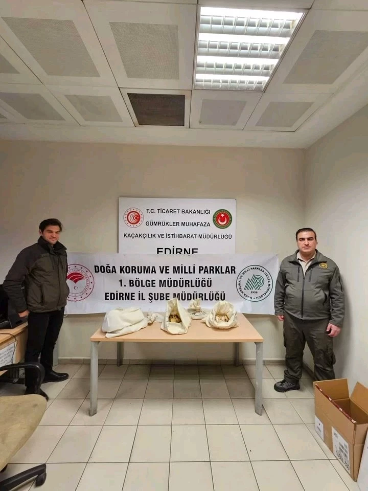 Türkiye’ye 33 tehlikeli piton soktu: Cezası 26 bin lira
