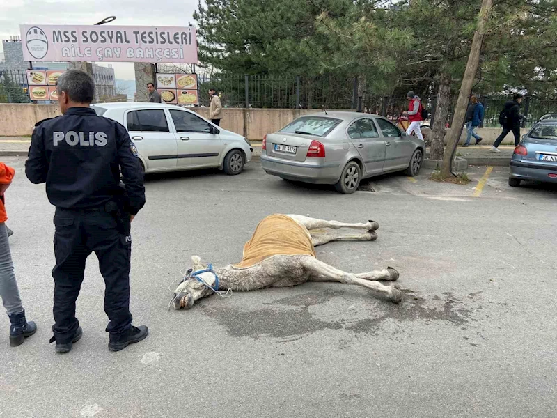 Bursa’da başıboş at sokak ortasında yere yığıldı
