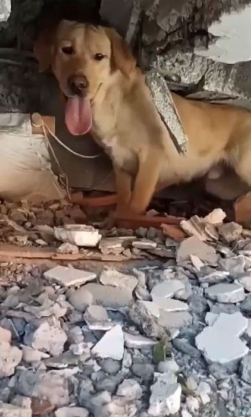 Arama kurtarma köpekleri de Mehmetçikler ile birlikte deprem bölgelerinde aralıksız görev yapıyor
