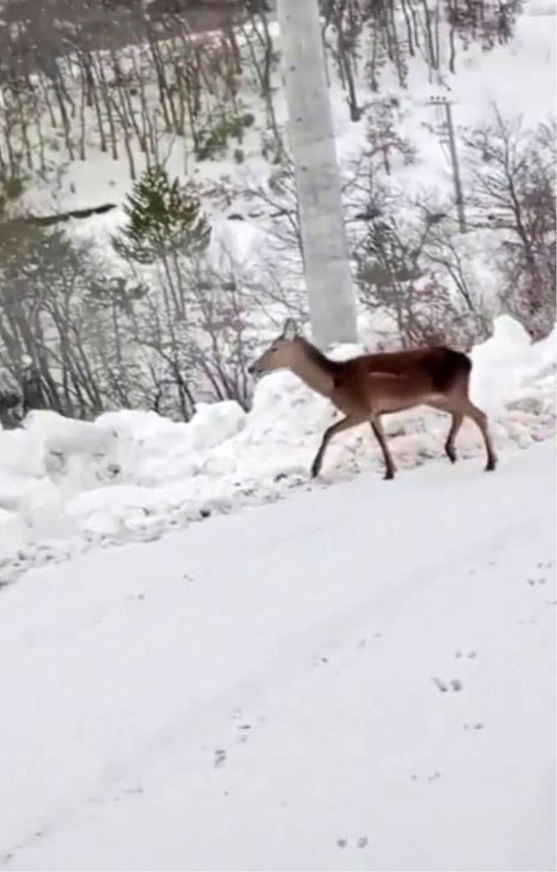Karda yiyecek bulamayan geyik mahalleye indi

