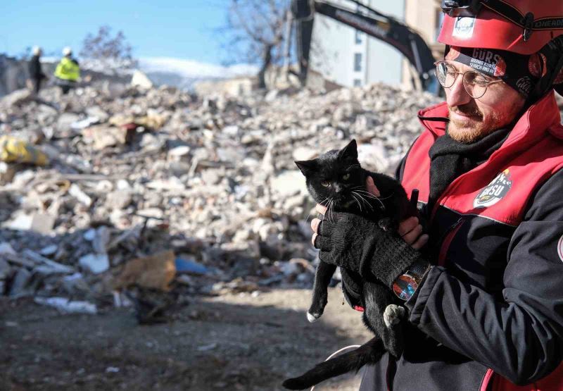 Kahramanmaraş’ta 174 saat sonra enkazdan ‘Ardıç’ isimli kedi kurtarıldı
