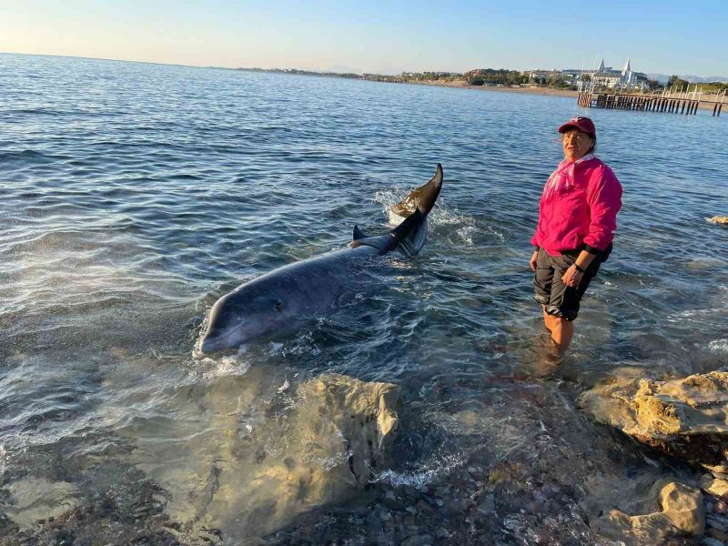 Antalya’da otele yerleşen depremzede aile, kıyıya vuran 4 metrelik dev yunusu kurtardı
