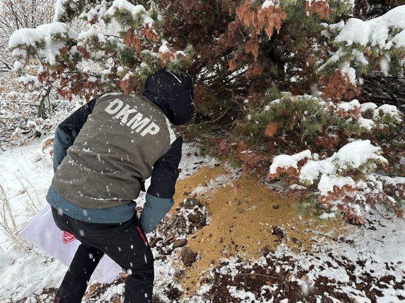 Tunceli’de yaban hayatı için yemleme çalışması
