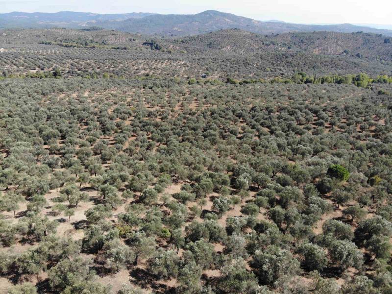 Kuraklık zeytin rekoltesini olumsuz etkileyebilir
