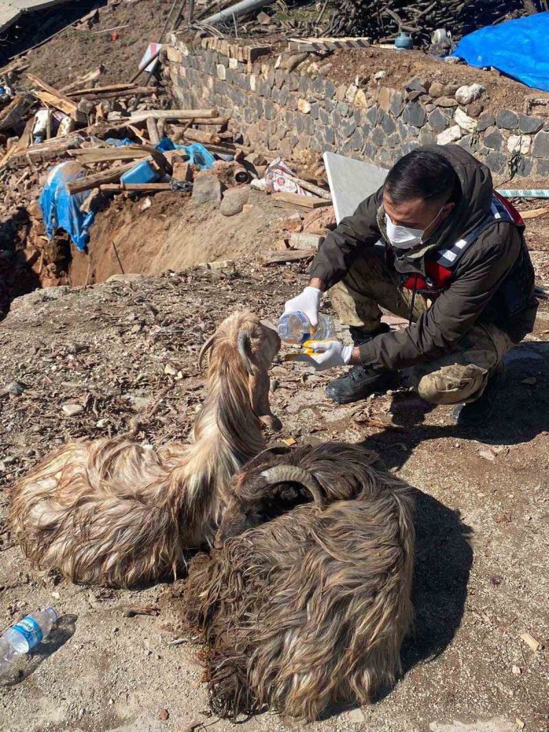 Depremin merkezi olan Pazarcık’ta 343 hayvan canlı kurtarıldı
