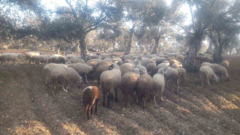 Kaybolan koyunları jandarma buldu
