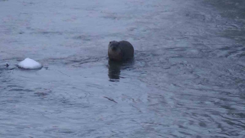 Kars’ta su samurunun ördeklerle sınavı kameraya yansıdı
