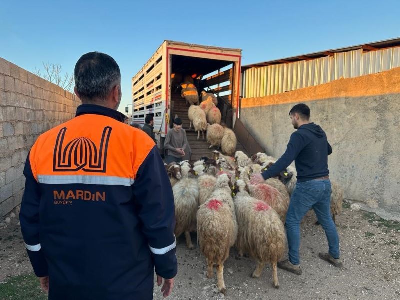 Mardin’de depremzede çiftçilere canlı hayvan desteği
