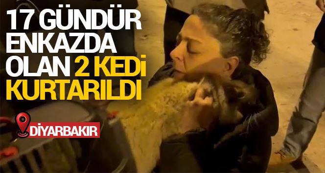 Diyarbakır’da 17 gündür enkazda olan 2 kedi kurtarıldı
