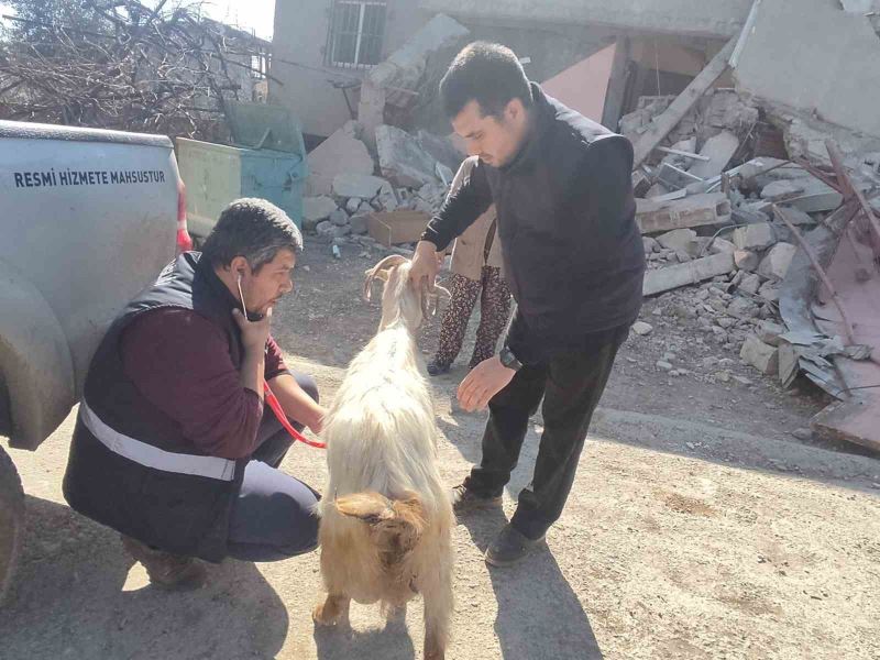 Deprem bölgesinde hayvanlar muayeneden geçiriliyor

