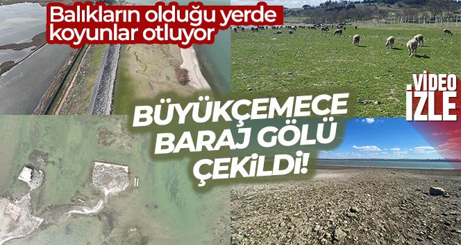 Büyükçekmece Baraj Gölü çekildi, balıkların olduğu yerde koyunlar otluyor