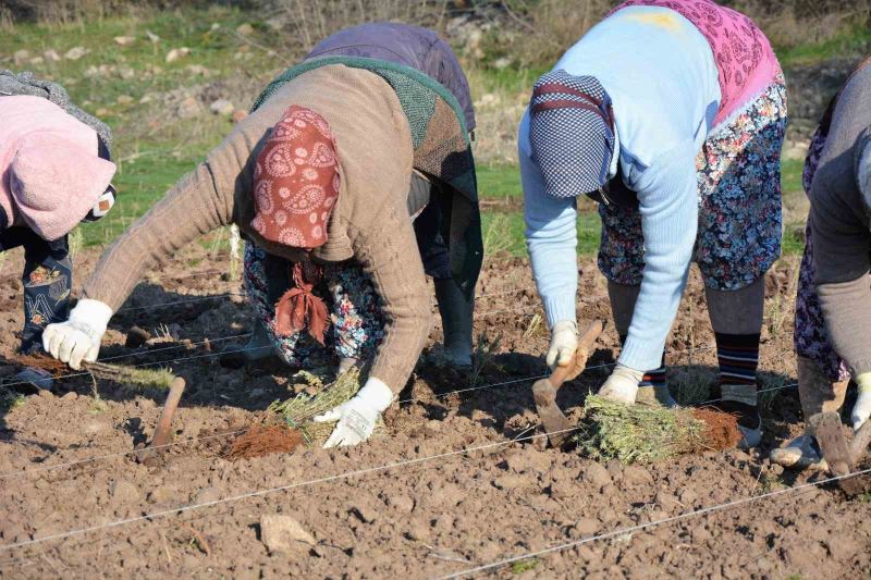 Sındırgı’da kök boya bitkileri toprakla buluşuyor
