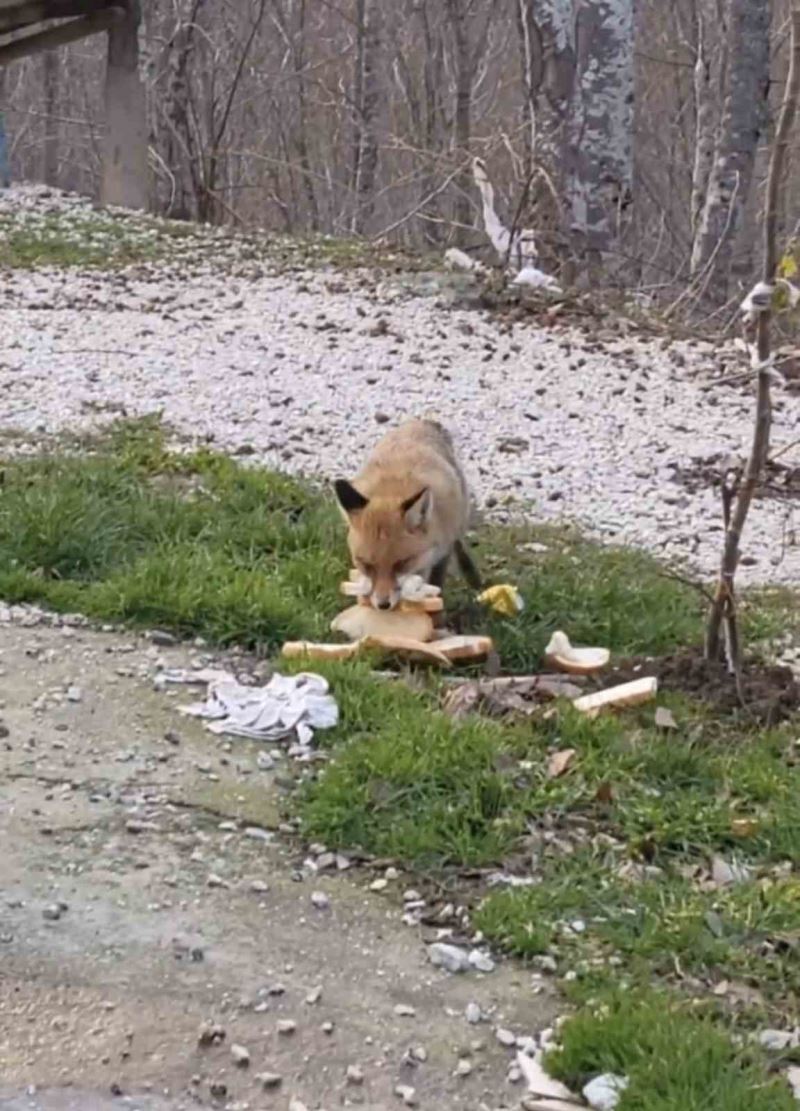 Önlerine çıkan tilkiyi beslediler
