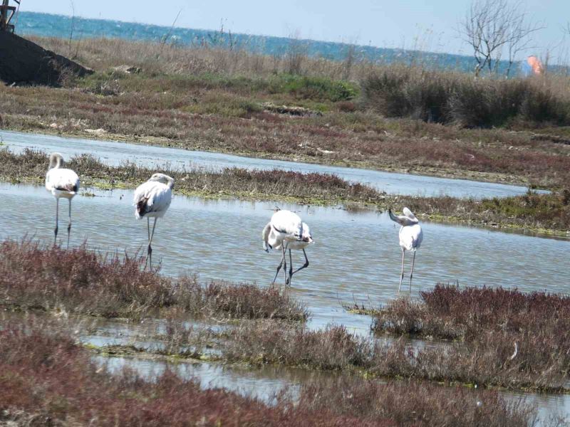 Balıkesir sahillerinde Flamingo güzelliği yaşanıyor
