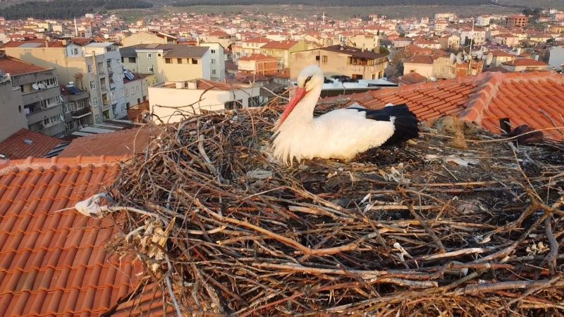 ‘Sağdıç’ leylek belediye binasındaki yuvasına kondu