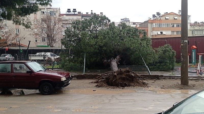 Edremit’te yağmur çam ağacını devirdi

