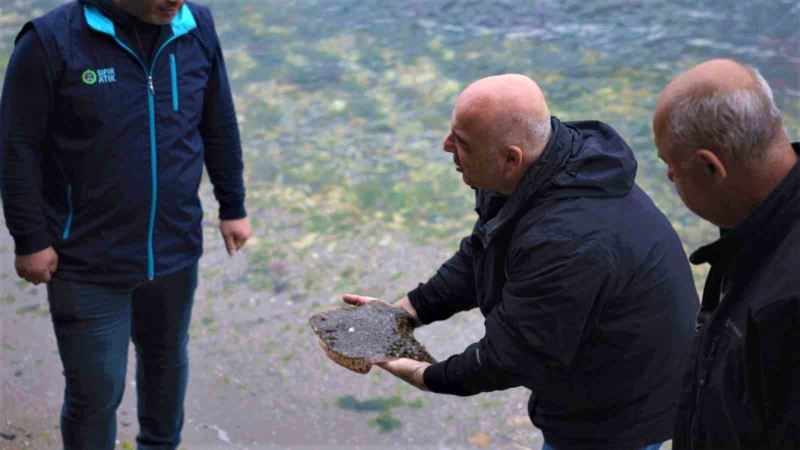 İzmit Körfezi’nde ağlara çipli kalkan balığı takıldı
