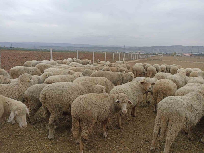 Hayvan pazarlarının kapalı olması üreticiyi düşündürüyor
