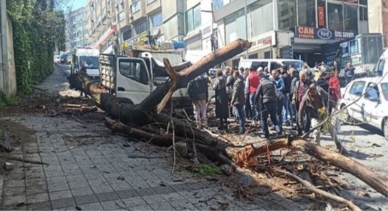 Kağıthane’de kavak ağacı kamyonetin üstüne devrildi: Kadın ve çocuğu yara almadan kurtuldu