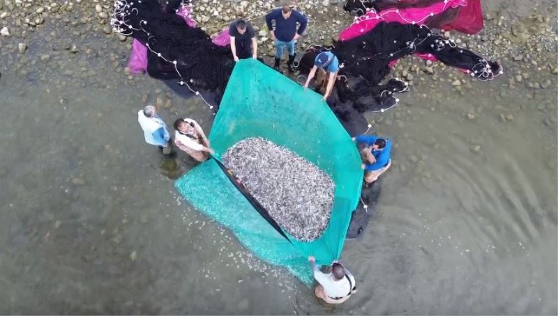 İznik Gölü’nde gümüş balığı bereketi
