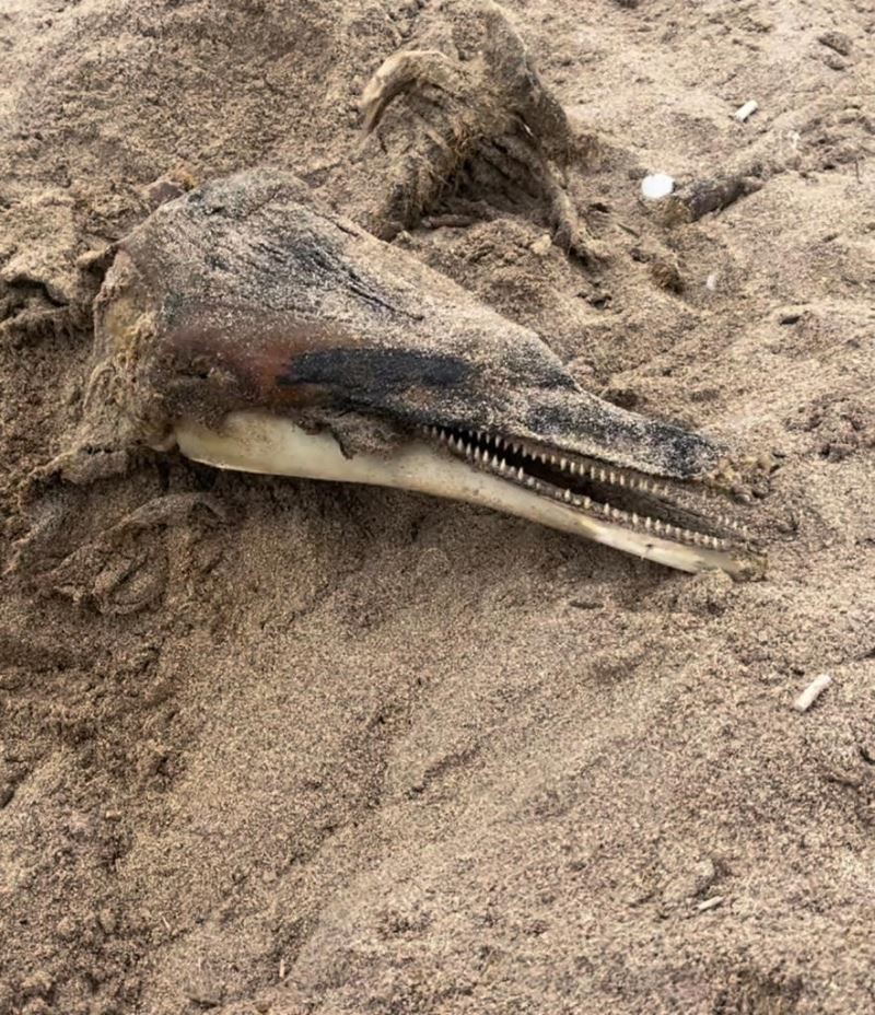 Ağva sahilinde kuma gömülü yunus balığı cesedi bulundu
