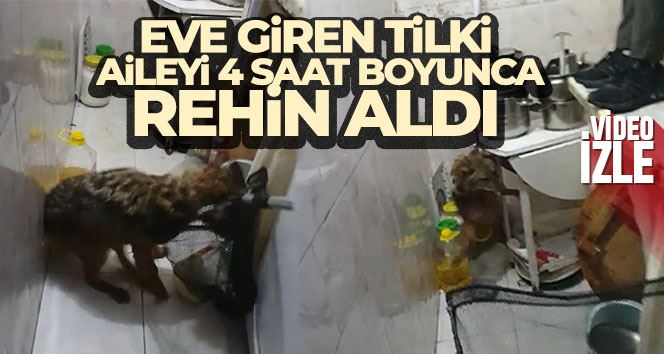 Bursa’da eve giren tilki, aileyi 4 saat boyunca rehin aldı