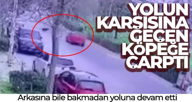 Yolun karşısına geçen köpeğe çarptı, arkasına bile bakmadan yoluna devam etti