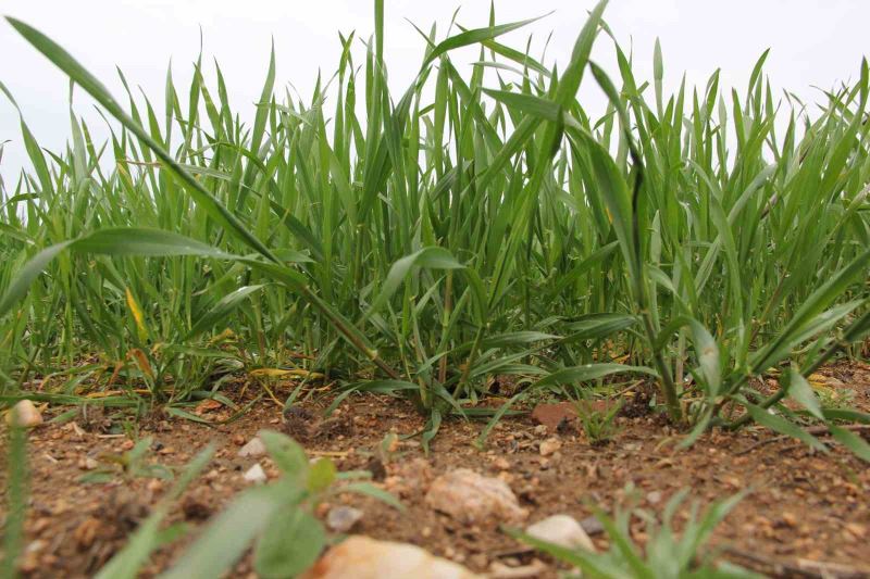 Buğdaydan sevindirici haber: Yağışlar buğdayı kalkındırdı
