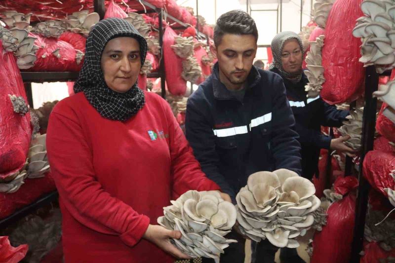 Yılın ilk hasadında 370 kilo mantar toplandı
