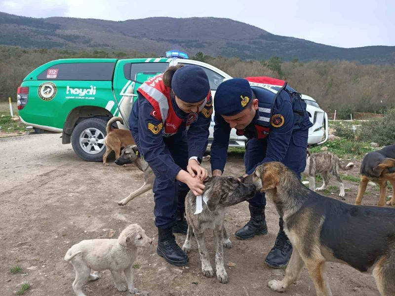 Jandarma sokak hayvanlarına reflektif tasma taktı
