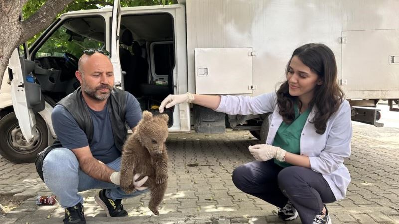 Bursa’da sevimli ayı yavrusu bulundu
