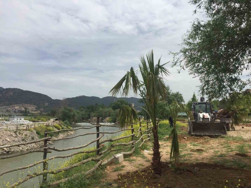 Sakarya Nehri kıyısına palmiye ağaçları dikildi
