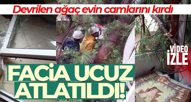 Maltepe’de devrilen ağaç evinin camlarını kırdı, facia ucuz atlatıldı