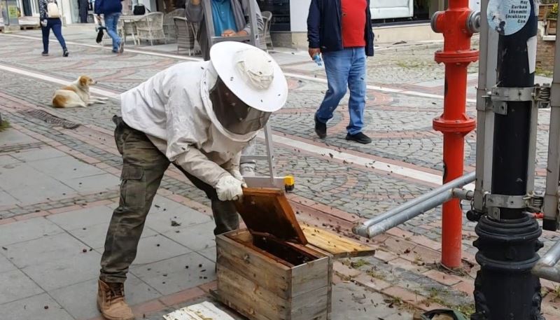 Edirne’nin en kalabalık caddesinde vatandaşları ısıran 20 bin arıyı 5 dakikada yakaladı
