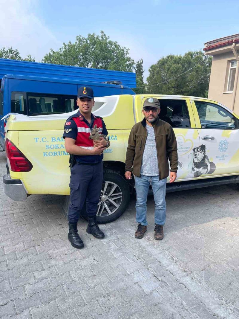 Karaca yavrusu jandarma tarafından Milli parklara teslim edildi
