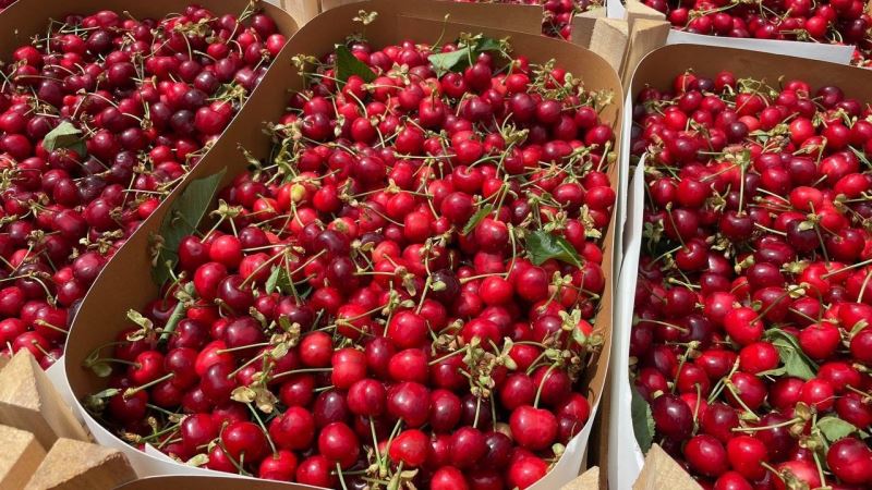 Bursa’nın meşhur erik ve kirazı halde yerini aldı
