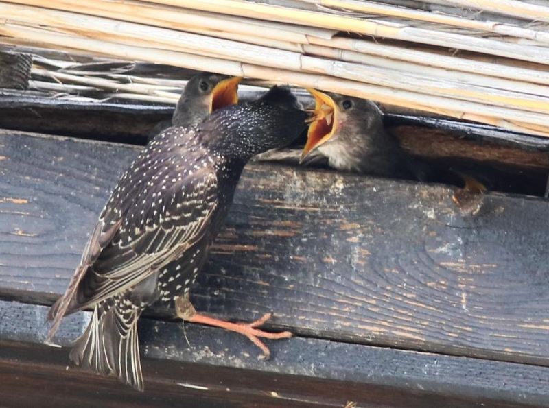 Hersek Lagünü’nde sığırcık kuşu yavrularını beslerken görüntülendi
