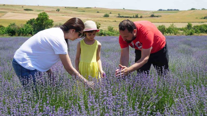 5 yıl önce Edirne’de lavanta bahçesi kuran çift ürünlerini Avrupa’ya ihraç etmeyi hedefliyor
