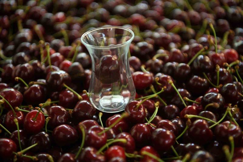  Çay bardağına sığmayan Lapseki kirazının hasadına başlandı