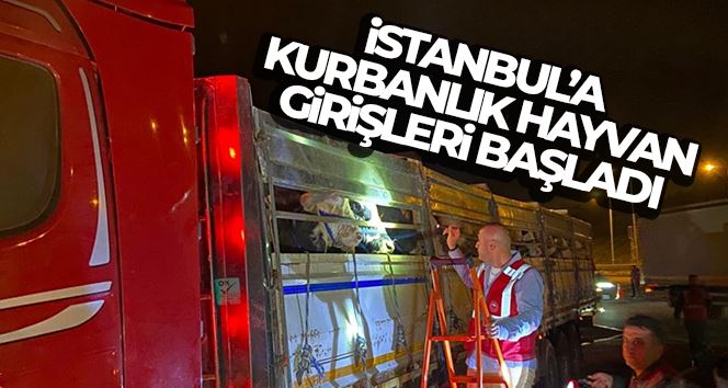 İstanbul’a kurbanlık hayvan girişleri başladı