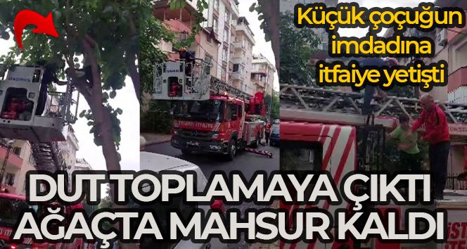 Sancaktepe’de ağaçta mahsur kalan çocuğu itfaiye kurtardı