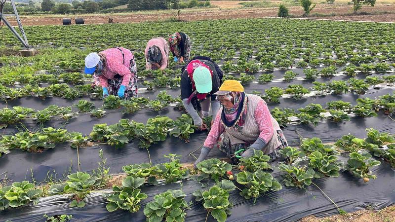 Yenice çileği üreticinin yüzünü güldürdü
