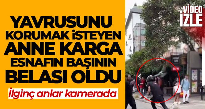 Kadıköy’de yavrusunu korumak isteyen anne karga esnafın başının belası oldu