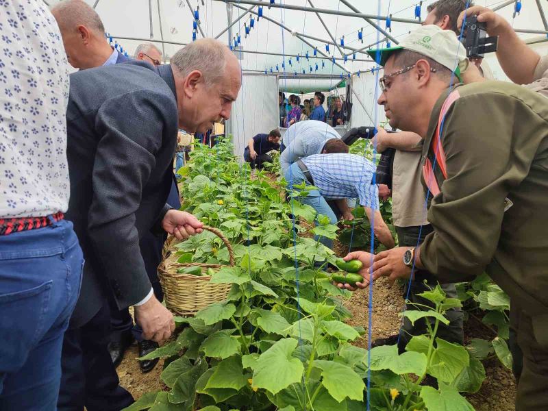 Keşan’da Tarım Bölümü öğrencilerinin serada yetiştirdiği salatalıklar hasat edildi
